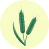 Basmati